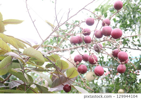 ruby longan tree plant in farm ruby longan tree plant in farm 129944104