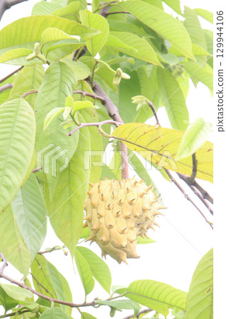 Annona mucosa fruit on tree in farm Annona mucosa fruit on tree in farm 129944106