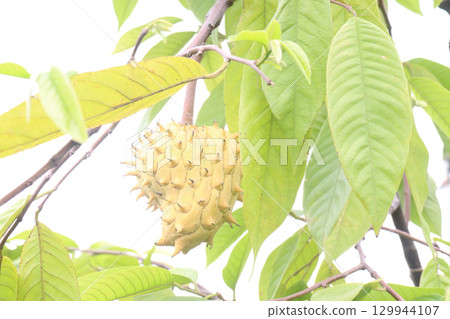 Annona mucosa fruit on tree in farm Annona mucosa fruit on tree in farm 129944107