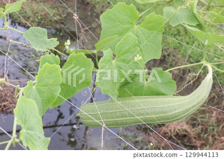 Luffa acutangula on farm for harvest 129944113