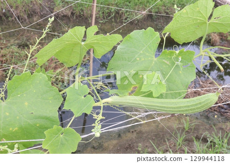 Luffa acutangula on farm for harvest 129944118