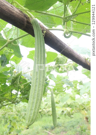 Luffa acutangula on farm for harvest 129944121