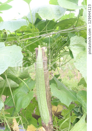 Luffa acutangula on farm for harvest Luffa acutangula on farm for harvest 129944123