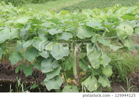 Luffa acutangula on farm for harvest Luffa acutangula on farm for harvest 129944125