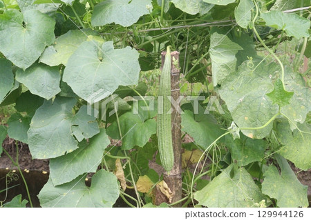 Luffa acutangula on farm for harvest Luffa acutangula on farm for harvest 129944126