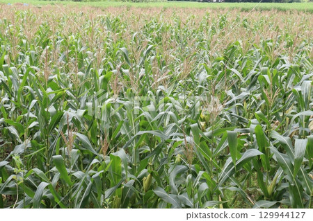 green colored maize tree firm on field 129944127