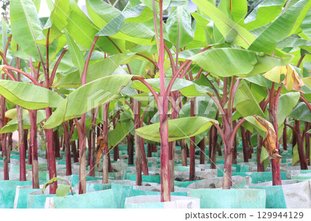 Bananas tree plant on farm for sell 129944129