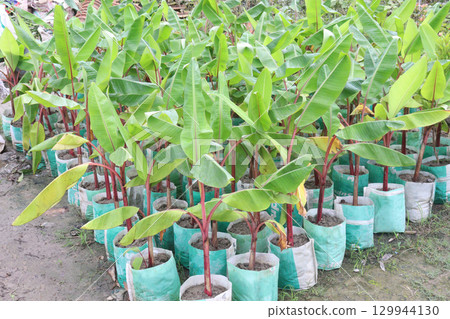 Bananas tree plant on farm for sell 129944130