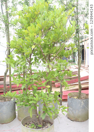 Miracle fruit plant on nursery Miracle fruit plant on nursery 129944143