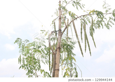 Moringa on tree in farm for harvest Moringa on tree in farm for harvest 129944144