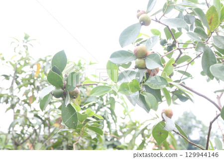 Flacourtia indica fruit on tree in farm Flacourtia indica fruit on tree in farm 129944146
