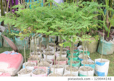 Moringa on tree in farm for harvest Moringa on tree in farm for harvest 129944148