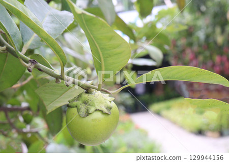 Black Sapote on tree in farm for sell 129944156
