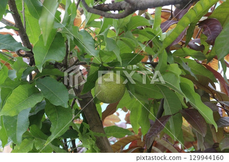 White sapote on tree in farm 129944160