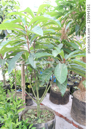Loquat fruit plant on nursery 129944161