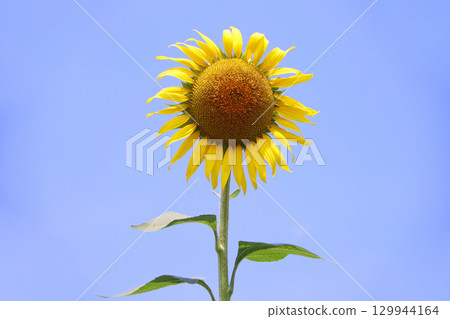 向日葵 129944164