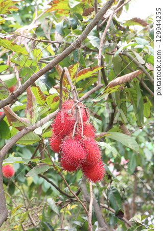 Rambutan on tree in farm for harvest 129944255