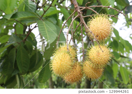 Rambutan on tree in farm for harvest Rambutan on tree in farm for harvest 129944261