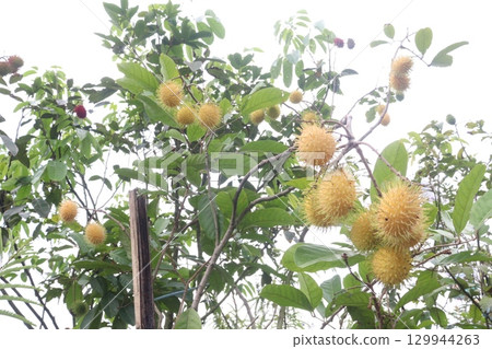 Rambutan on tree in farm for harvest 129944263