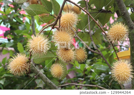 Rambutan on tree in farm for harvest Rambutan on tree in farm for harvest 129944264
