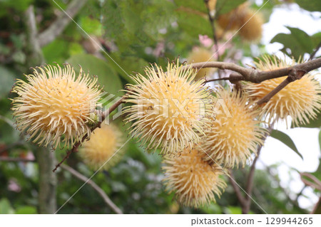Rambutan on tree in farm for harvest Rambutan on tree in farm for harvest 129944265