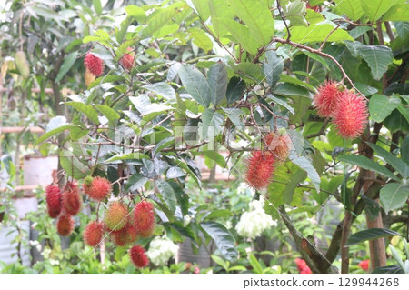Rambutan on tree in farm for harvest Rambutan on tree in farm for harvest 129944268