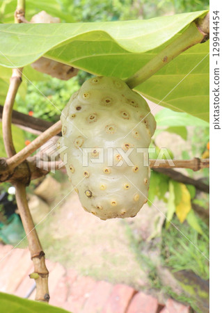 Morinda citrifolia Noni fruit on tree in nursery 129944454