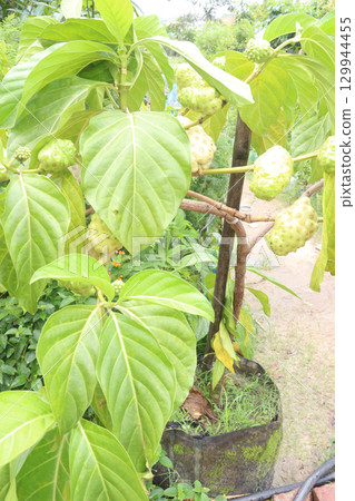 Morinda citrifolia Noni fruit on tree in nursery 129944455