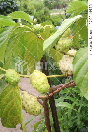 Morinda citrifolia Noni fruit on tree in nursery 129944456
