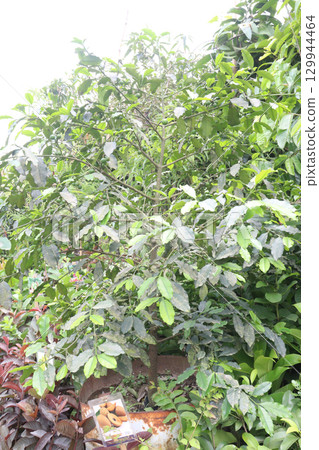 Garcinia gardneriana fruit on tree 129944464