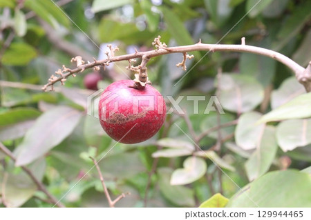 ruby longan tree plant in farm ruby longan tree plant in farm 129944465