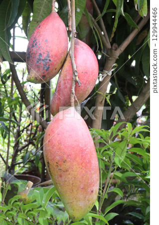 mango on tree in farm for sell 129944466