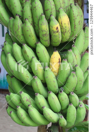 ripe Bananas bunch on farm for harvest 129944467