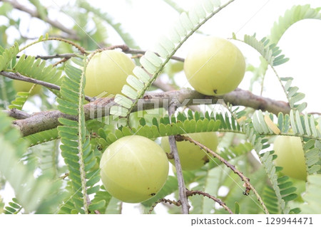 Indian gooseberry on tree in farm Indian gooseberry on tree in farm 129944471