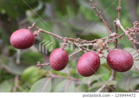 ruby longan tree plant in farm ruby longan tree plant in farm 129944472