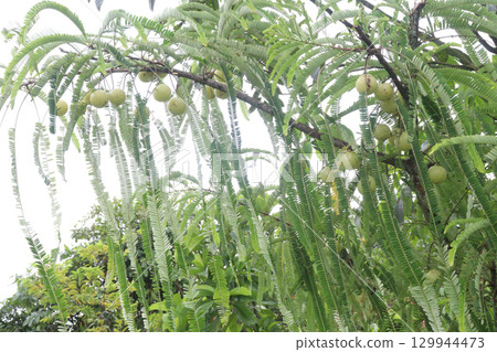 Indian gooseberry on tree in farm 129944473