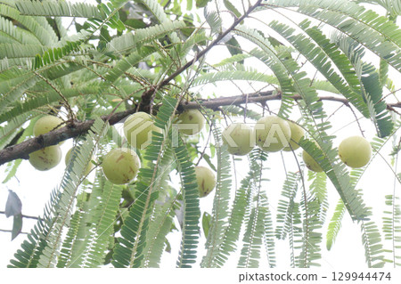 Indian gooseberry on tree in farm Indian gooseberry on tree in farm 129944474