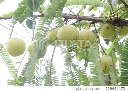 Indian gooseberry on tree in farm 129944475