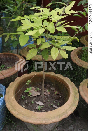 ruby longan tree plant in farm ruby longan tree plant in farm 129944476