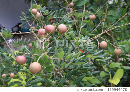 ruby longan tree plant in farm ruby longan tree plant in farm 129944478