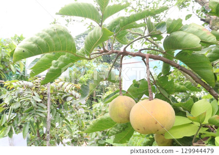 Santol in tree on farm are cash crops 129944479