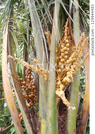 coconut bud on tree in farm 129944483