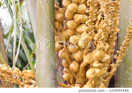 coconut bud on tree in farm coconut bud on tree in farm 129944486