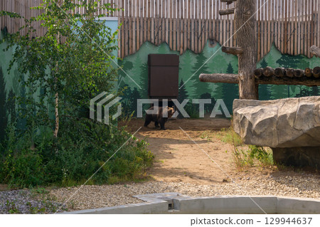 brown bear in a spacious enclosure at the zoo brown bear in a spacious enclosure at the zoo 129944637