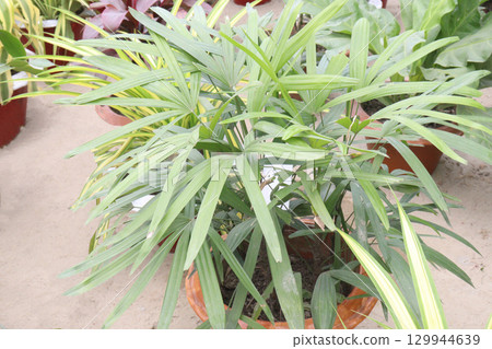 Broadleaf lady palm plant on nursery 129944639