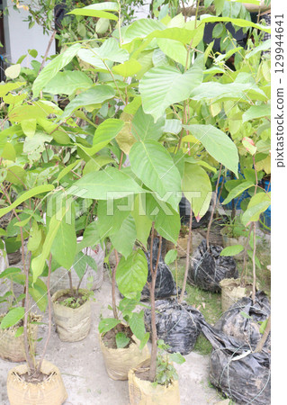 Burflower tree on farm for sell 129944641