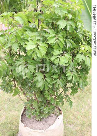 aralia ivy plant on farm aralia ivy plant on farm 129944643