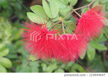 Calliandra tergemina flower plant on nursery 129944647