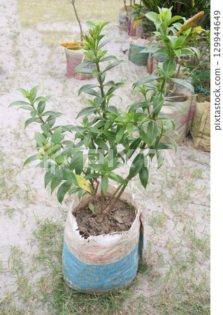 Allamanda cathartica tree plant on farm 129944649