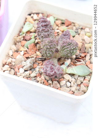 Adromischus marianiae cactus plant on pot 129944652